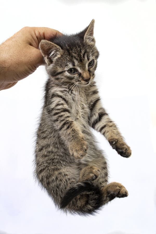 Hold Cat Skin Neck Stock Photos - Free & Royalty-Free Stock Photos from Dreamstime